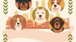 广州禁养犬种有哪些？ - 宠物饲养封面图